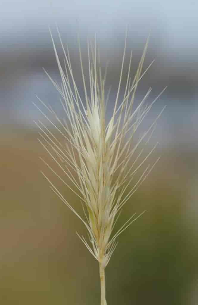 Hordeum jubatum