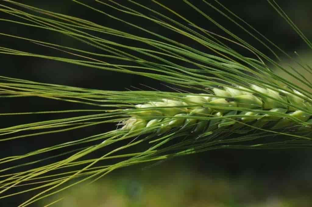 Hordeum vulgare var. vulgare