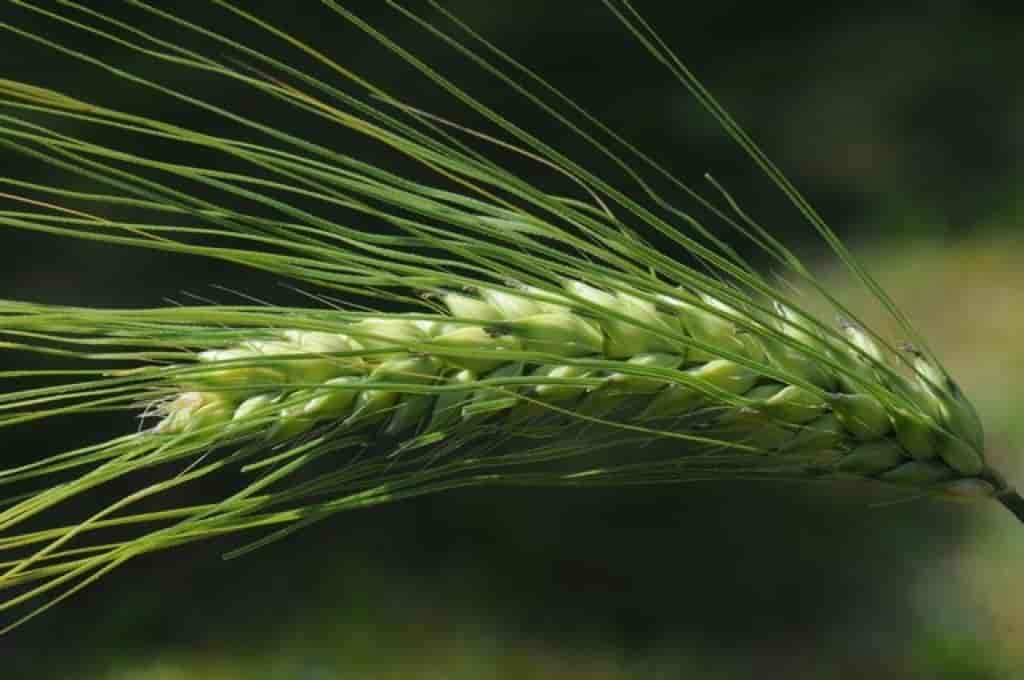 Hordeum vulgare var. vulgare