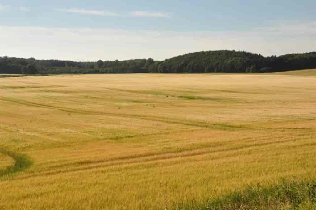 Hordeum vulgare