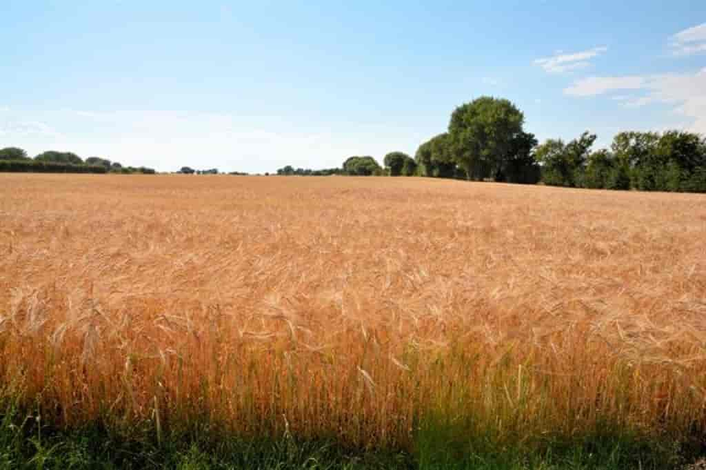 Hordeum vulgare