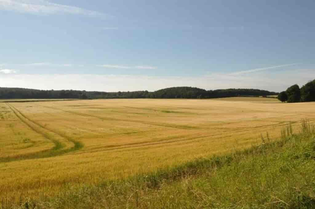 Hordeum vulgare