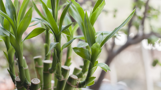 Bambu-da-sorte na água: como cultivar?