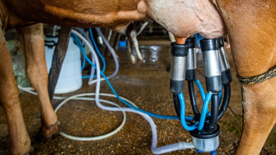 Sanidade do rebanho e produtividade são chaves para elevar a exportação de lácteos