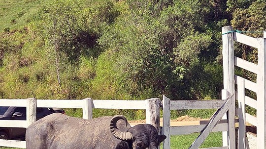 Caso raro de nascimento de búfalos gêmeos surpreende no Paraná; veja vídeo e fotos 