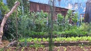 Hortas comunitárias no Rio ajudam a combater a fome da população vulnerável