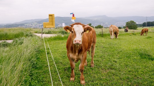 Ninguém disse às vacas para não lamber a obra: Basel Social Club é alternativa rebelde ao circuito tradicional de arte