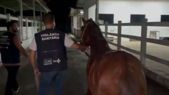 Homem é detido após agredir cavalo na Zona Oeste