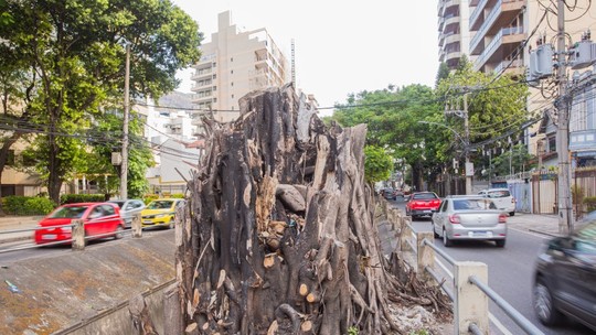 Cada vez menos árvores: moradores da Grande Tijuca reclamam de podas malfeitas e cortes desnecessários