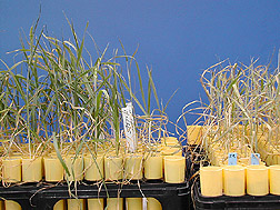 Breeding salt tolerat wheat