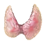 Thyroid gland