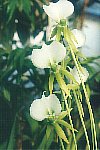 Angraecum longicalcar