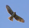 Buteo albigula (cat.)