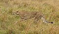 80 Cheetah (Acinonyx jubatus) female after chase uploaded by Charlesjsharp, nominated by Charlesjsharp,  19,  0,  0