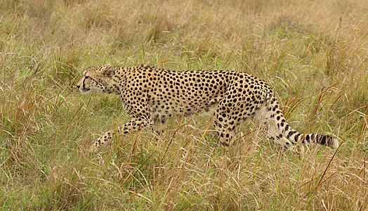 Cheetah (Acinonyx jubatus) female after chase