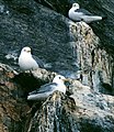 Cape Graham Moore, Baffin Bay, Canada