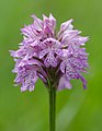 "Orchis_tridentata-Blueten-2.jpg" by User:Tuxyso