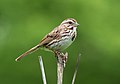 Image 81Song sparrow on Lookout Hill in Prospect Park