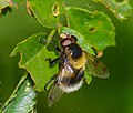 Hummel-Waldschwebfliege - Volucella bombylans, am Bruchgraben in den Kirschgartshäuser Schlägen