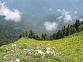 Montane meadows near Gagra