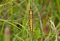 Black-tailed skimmer (Orthetrum cancellatum) à Pen-er-Malo.