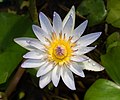 Thumbnail for File:Daubeny's water lily at BBG (50824).jpg