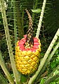 Encephalartos villosus‎