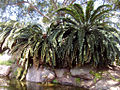 Encephalartos woodii ‎