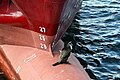 Cormorant on Hel Ship