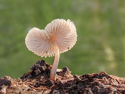 "Helmmycena_(Mycena_galericulata)_(d.j.b.)_03.jpg" by User:Famberhorst