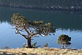 Juniperus maritima