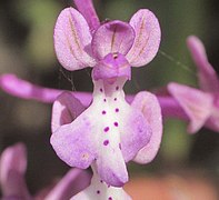 Orchis anatolica