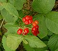 Rubus saxatilis