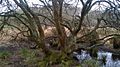 Sentier du Loc'h : arbre aquatique 2.