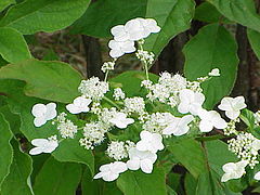 Hydrangea arborescens