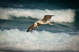 Larus michahellis juvenile with mask.jpg