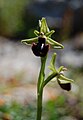 Ophrys incubacea Monte Pellegrino