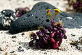   Senecio leucanthemifolius on the beach close to Órzola on Lanzarote