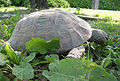 Testudo graeca 40 years old, female