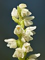 11 Goodyera repens flowers in detail - Männiku uploaded by Iifar, nominated by Iifar,  13,  2,  0