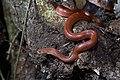 39 Oligodon huahin, Hua Hin kukri snake - Kaeng Krachan National Park (32625377028) uploaded by Agathoclea, nominated by Iifar,  8,  0,  0