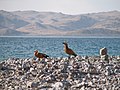 Wild, Nam Tso, Tibet