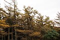 Trees in autumn, Mt. Himetsugi, Tanzawa Mountains, Kanagawa pref., Japan