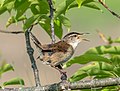 Image 4Marsh wren singing at Hammonasset Beach State Park