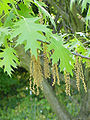 Quercus coccinea