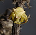 Krabbenspinne - Thomisus onustus, im Bürgerpark in Feudenheim