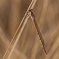 Gemeine Winterlibelle - Sympecma fusca, Männchen, im Käfertaler Wald