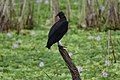 Black vulture (Coragyps atratus)