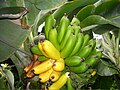 Bananas growing in Iceland