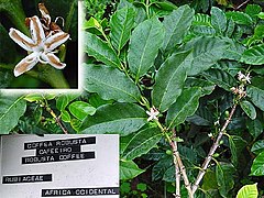 Detail of Coffea canephora branch and leaves